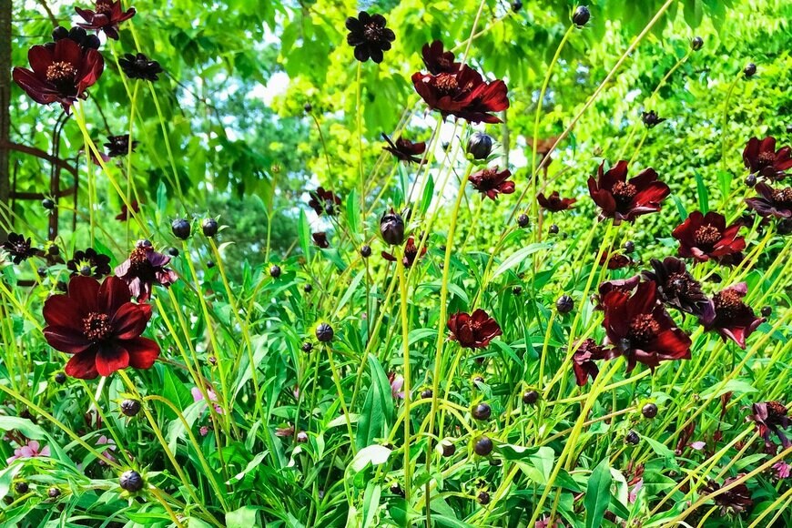 IACCC/Shutterstock.com