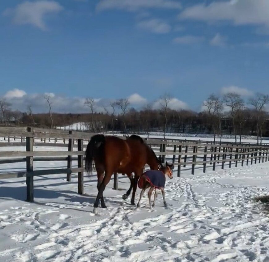 出所：白井牧場ツイッターアカウント