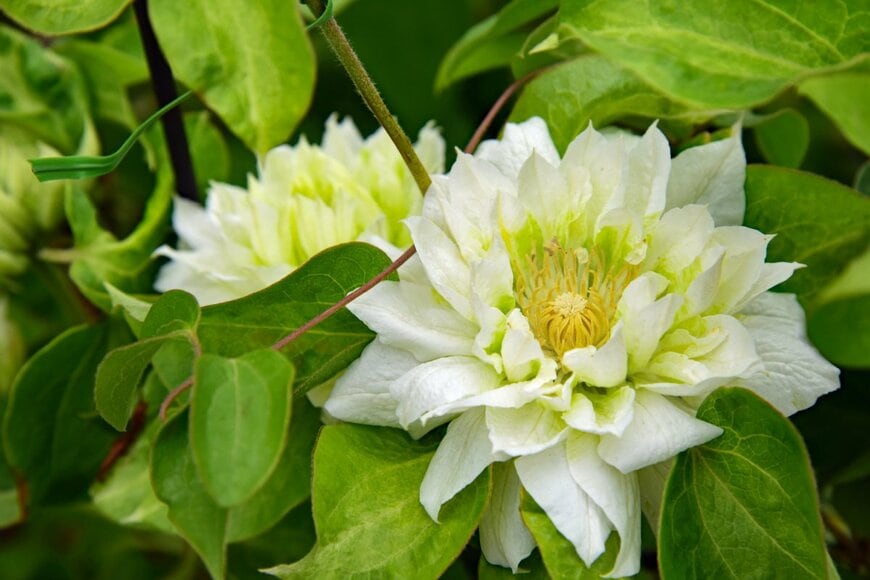 Masayuki/shutterstock.com