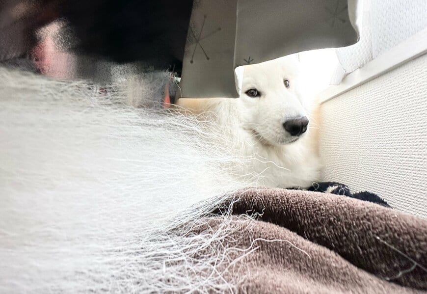 出所：@samoedsoran