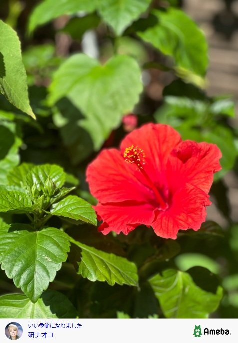 出所：研ナオコのAmebaブログ　参照日：2025年9月24日