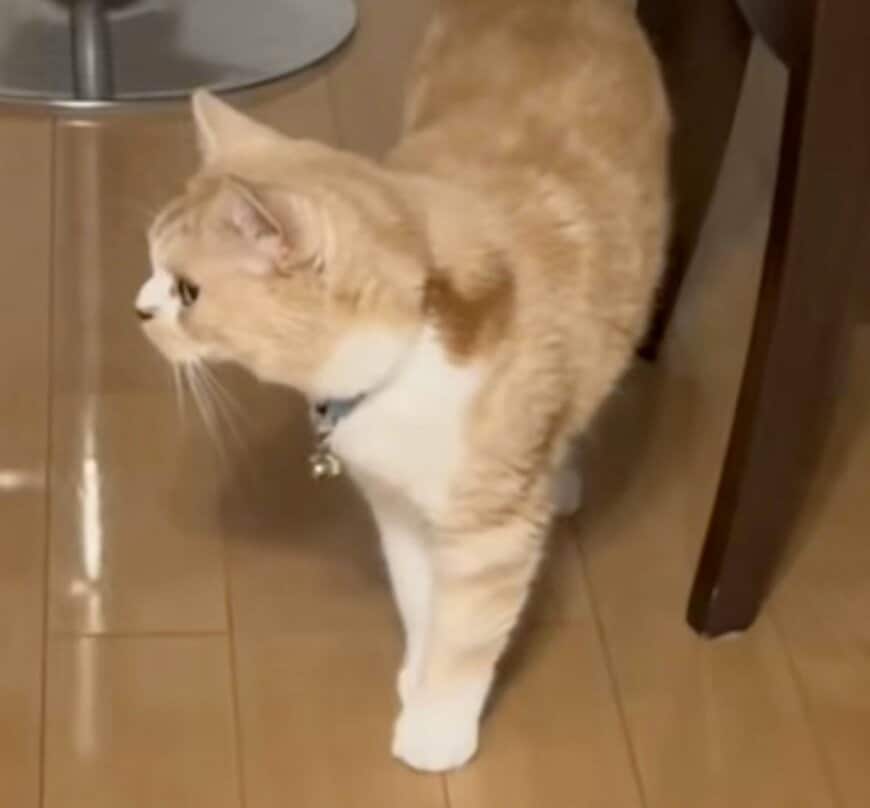 【話題】「お留守番中の猫」が切ない…飼い主さんも予想外の行動に「愛おしすぎる」