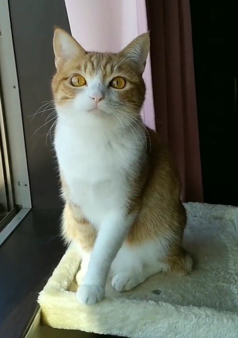 出所：@mero627puri914