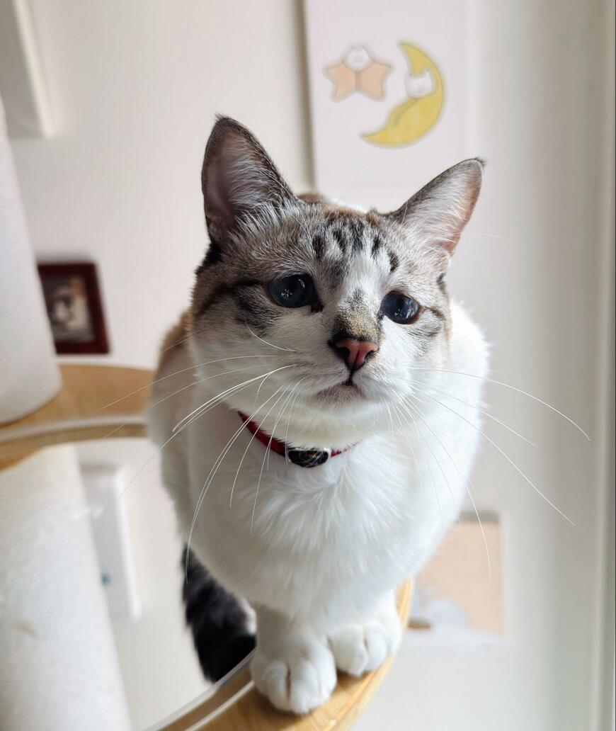 出所：@piennekomint