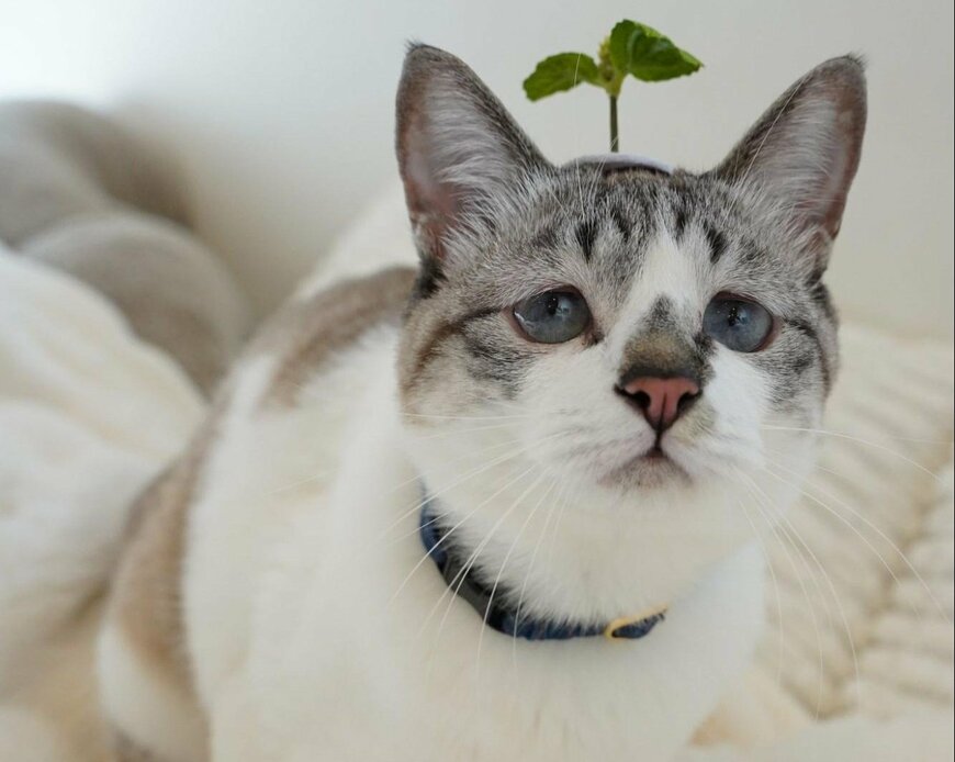 元保護猫さんに葉っぱのピンをつけたら…飼い主さん爆笑の光景に11万いいね