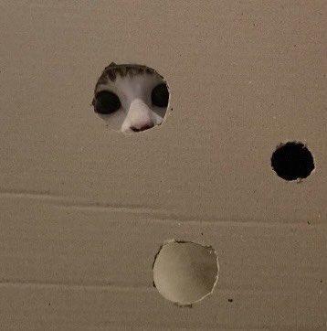 出所：@Saeroyi_cat