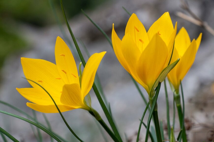 BILL STEFANIS/shutterstock.com