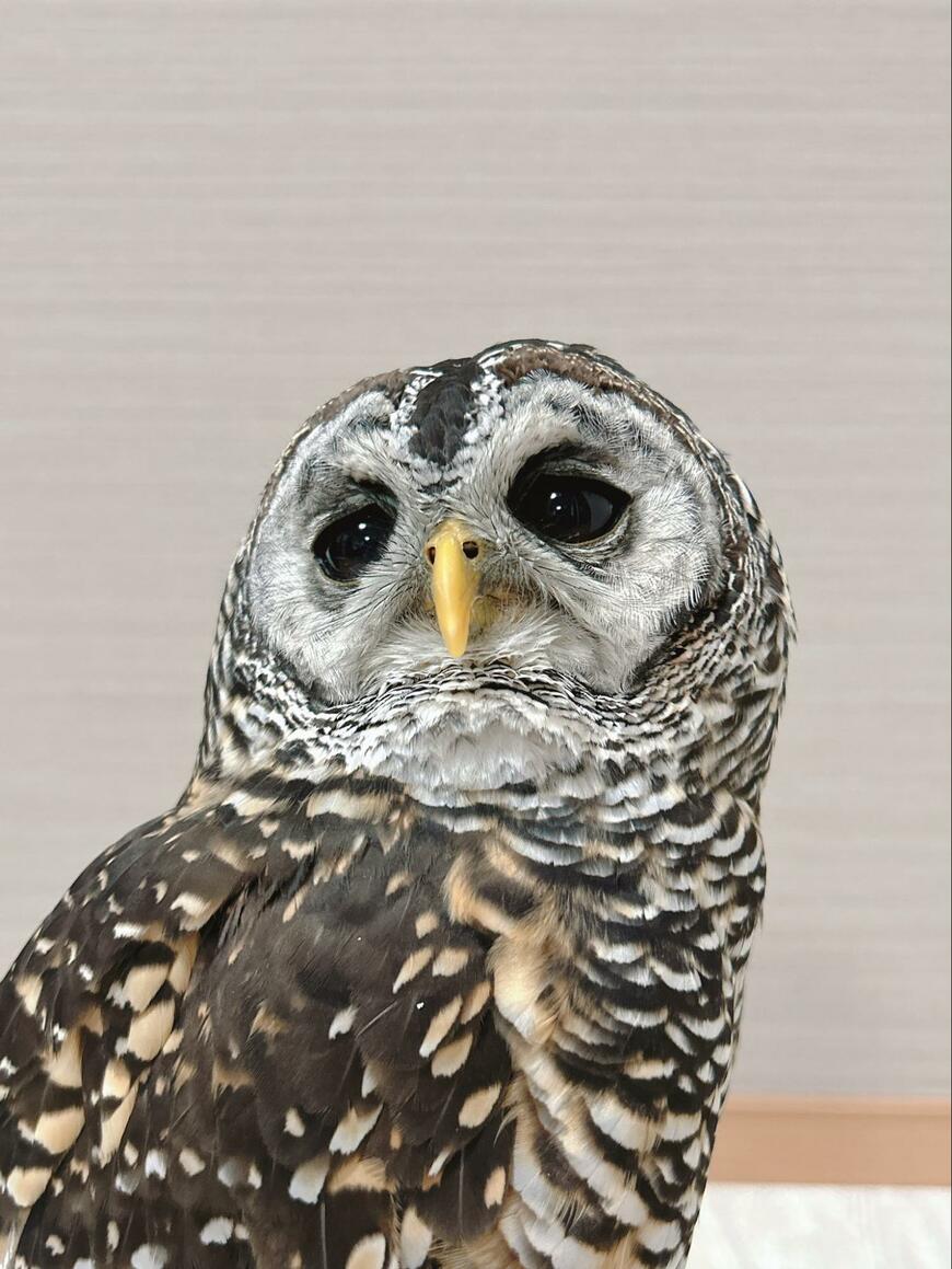 【愛らしいフクロウ】表情豊かでドキッとする投稿やキュンとする投稿に心を奪われる！