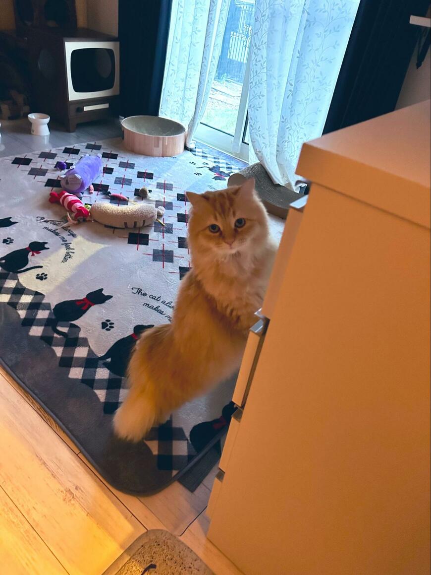 帰宅すると「にゃー」と迎えてくれた猫に着いていくと　予想外の案内に1万いいね