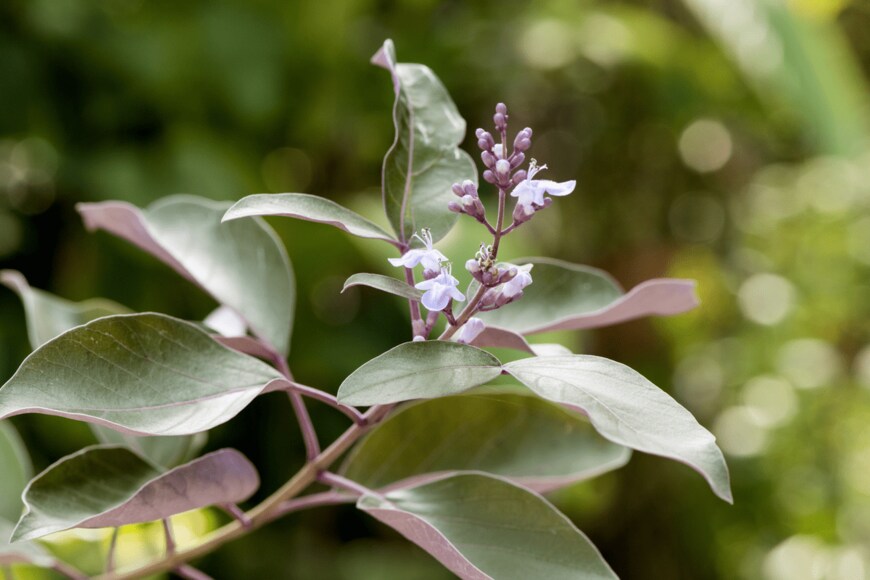wasanajai/shutterstock.com