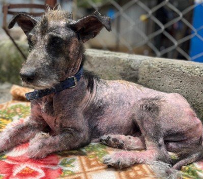 重度の疥癬で全身の毛をほとんど失った犬を保護 懸命な治療と献身的な世話により驚くべき回復を遂げる