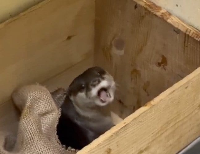 【東武動物公園】「八景島シーパラダイスからようこそ！」コツメカワウソの「ラキア」がやってきた！「早くお会いしたいです」（埼玉県）