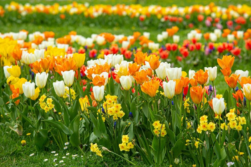 【ガーデニング】春花壇を彩るカワイイ球根植物！可憐な咲き姿が魅力のオススメ10選