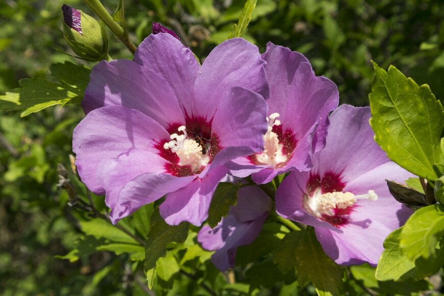 【真夏の植えっぱなしガーデニング】暑さと西日に強い花木厳選4種