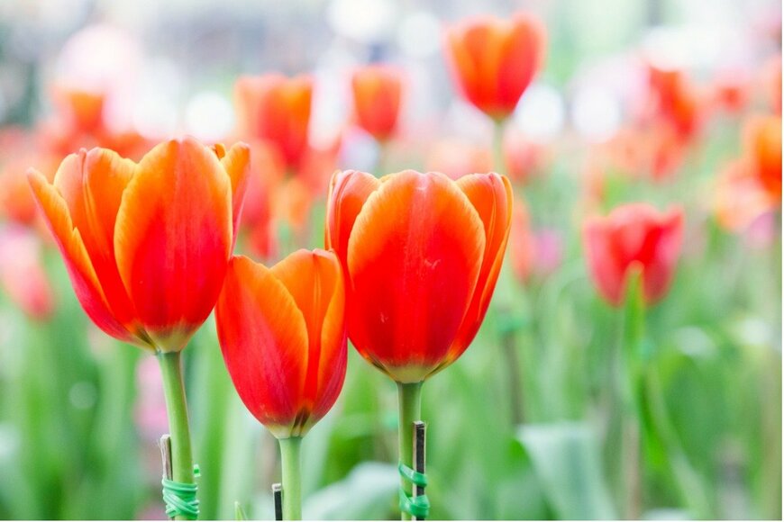 【2月のガーデニング】いま育てたい！早春の庭を彩る草木花オススメ9選