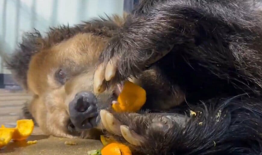 神戸市立王子動物園
