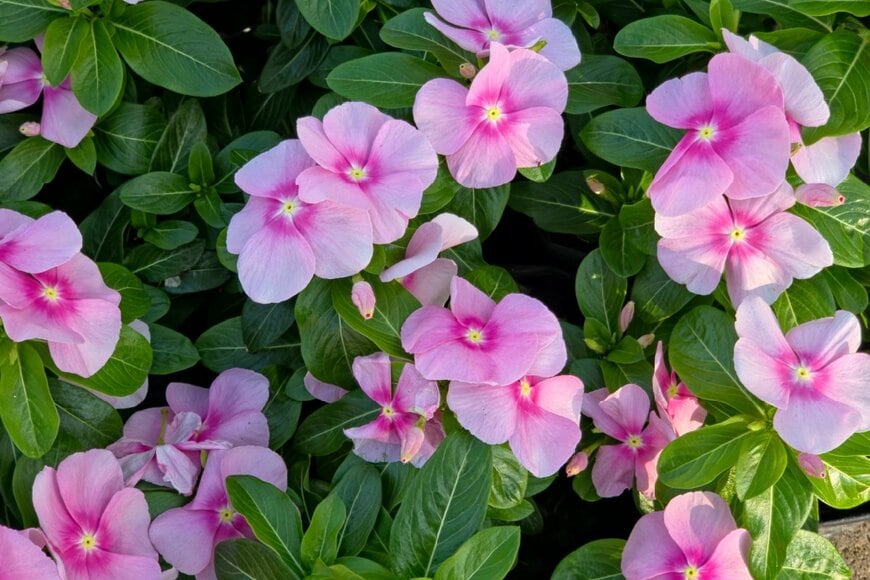 薄桃色のニチニチソウの花々