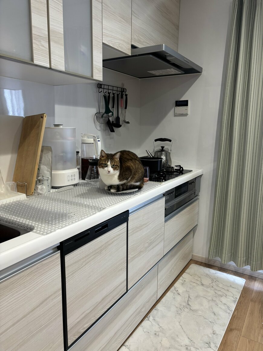 猫よけを上手く回避