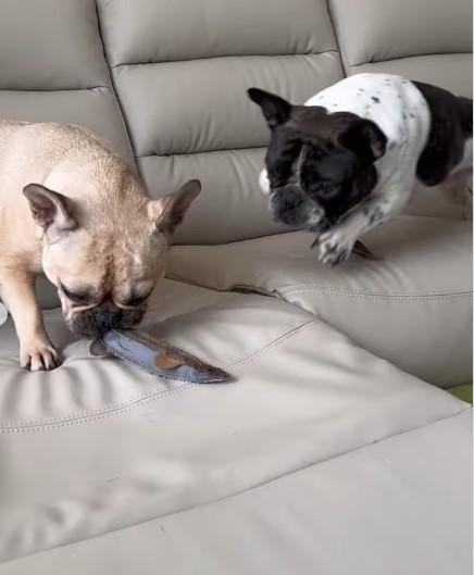 おもちゃで遊ぶ犬