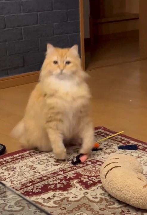 上体を起こす猫