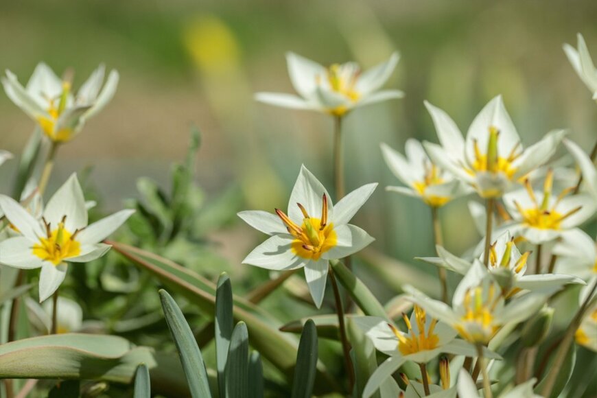 黄色と白の先がとがった花びらを持つ原種チューリップ