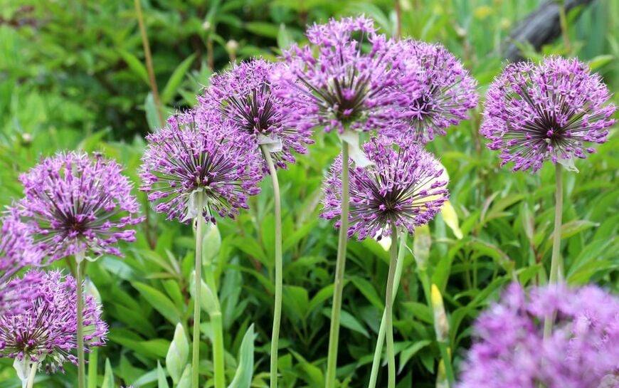 ボール状の花姿に存在感がある「アリウム」