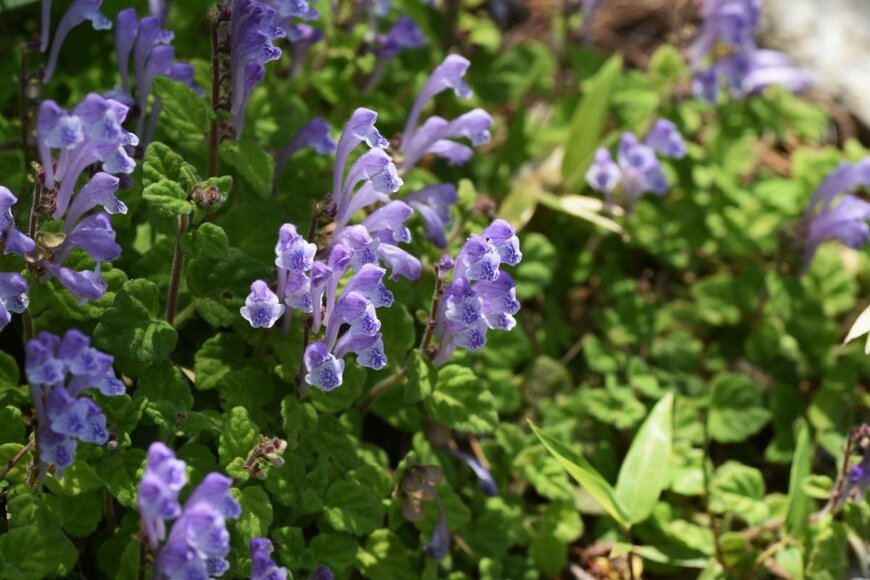 タツナミソウの花が咲いている。色は紫。