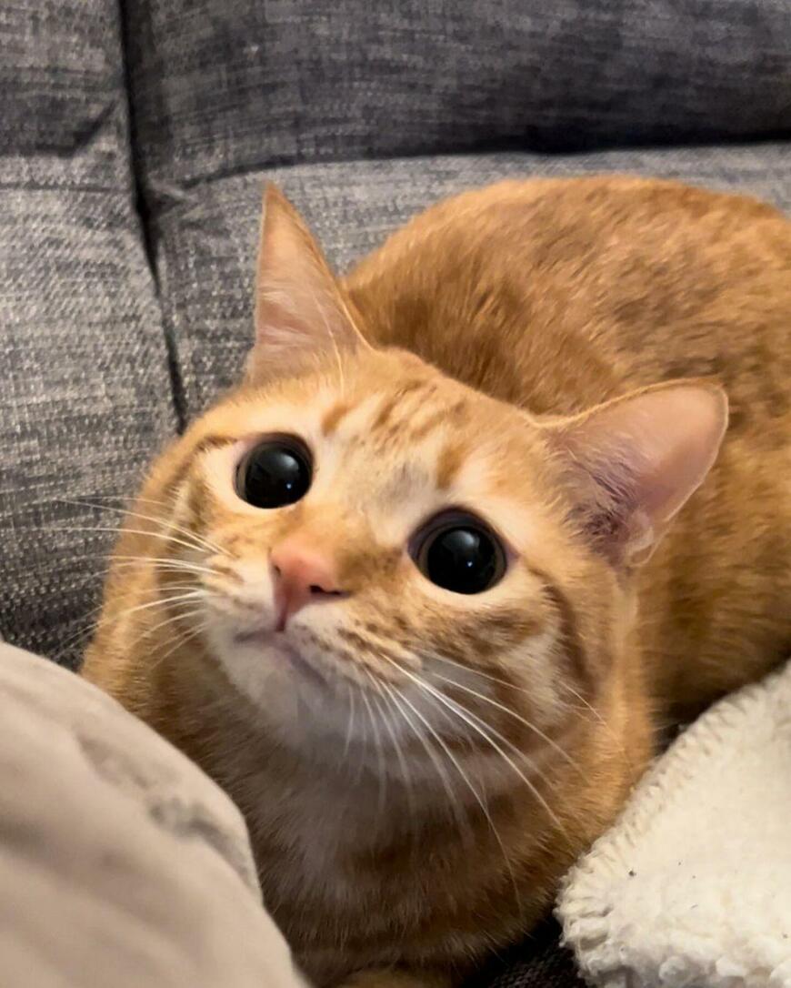 アゴ乗せが好きな猫