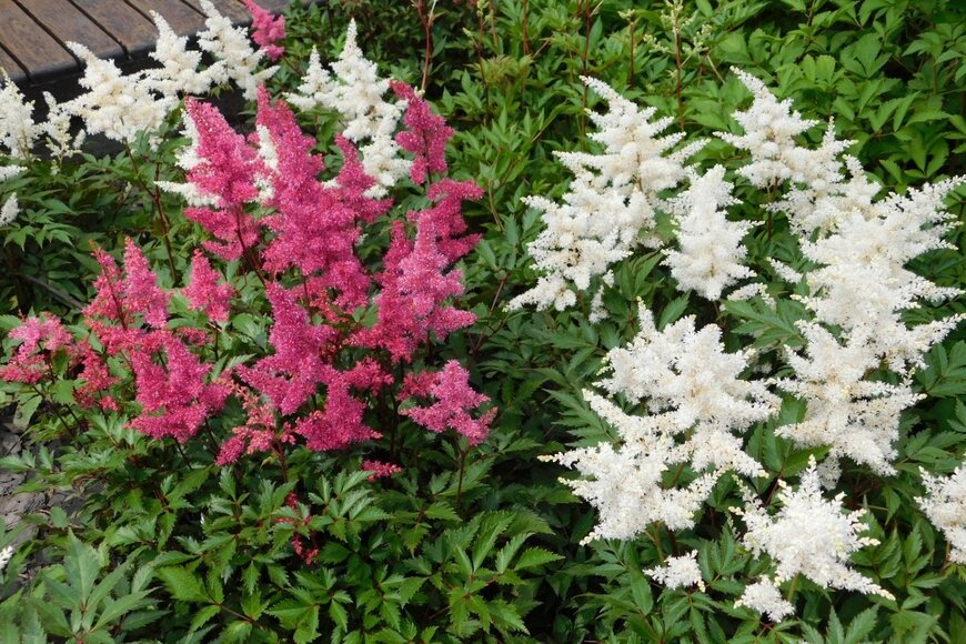 濃いピンク色と白色の花を咲かせている、アスチルベ