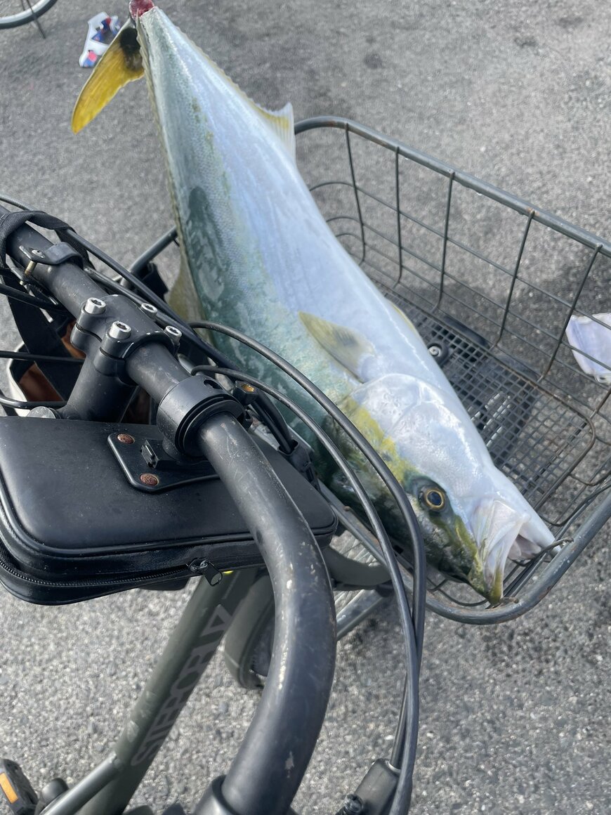 自転車のカゴに入ったブリ