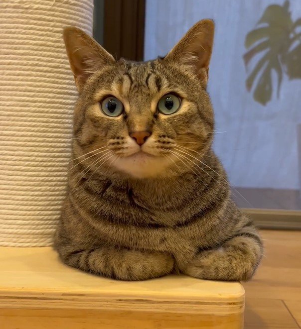 おててないないが可愛い猫