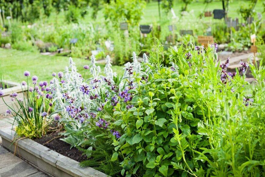 様々なハーブが植えられた花壇