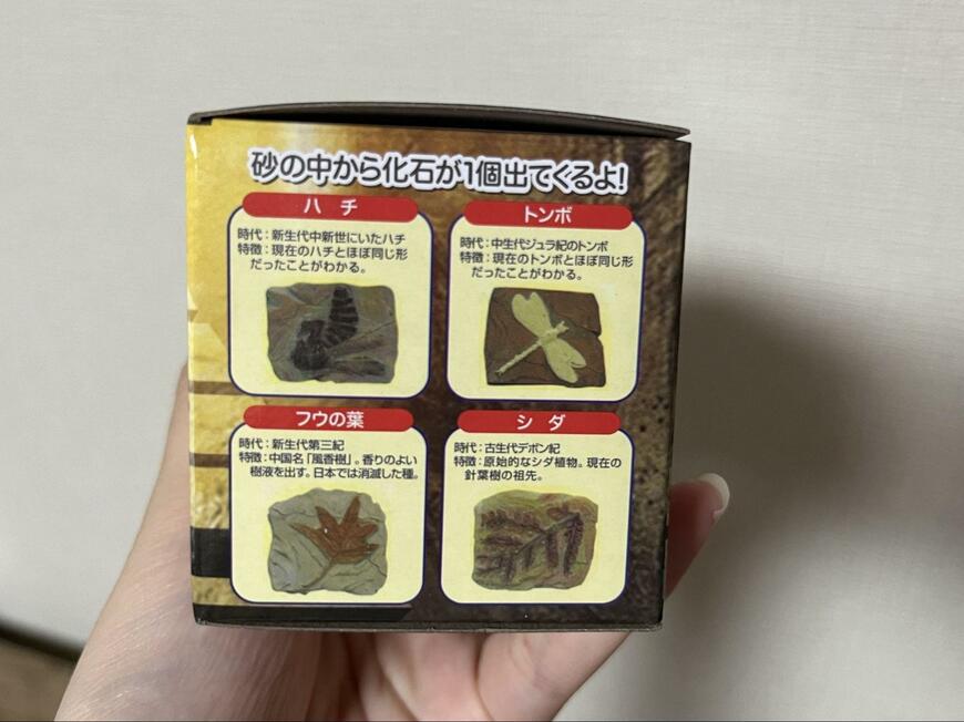 セリア、発掘!化石ミュージアム画像