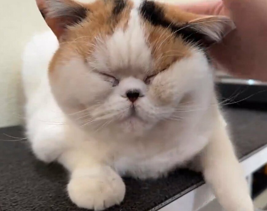 なでなでされる猫