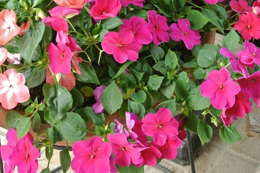 ピンクの花を咲かせている、インパチェンス