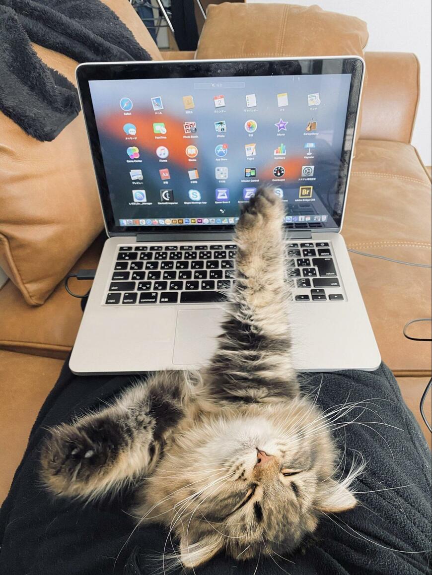 大きく伸びをする猫