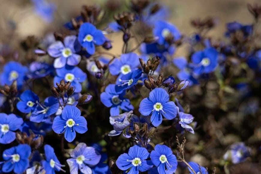 青い花を咲かせている、ベロニカ・オックスフォードブルー