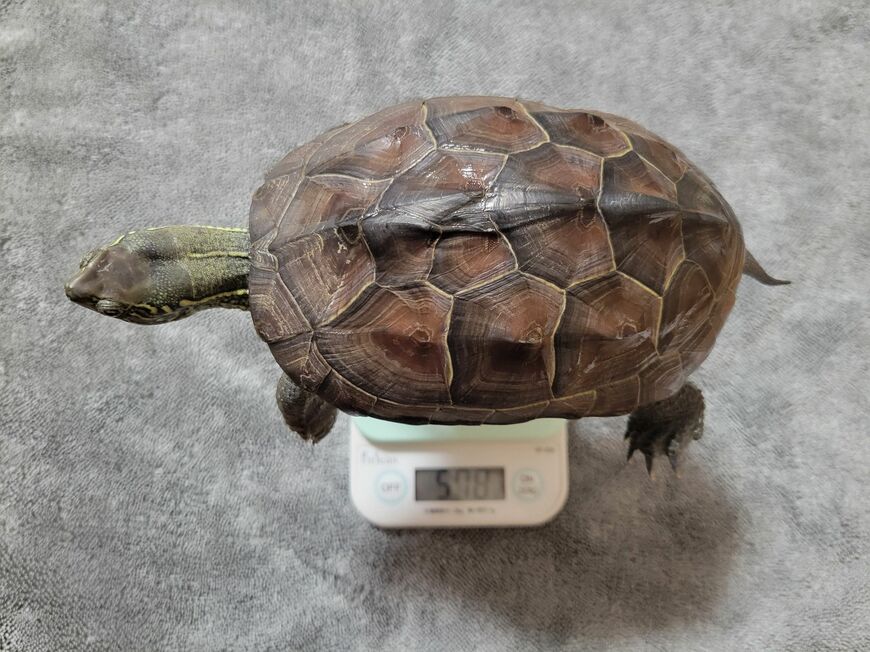 1歳ですでに約580g