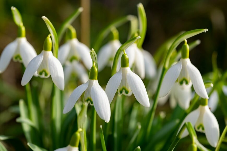 スノードロップの花