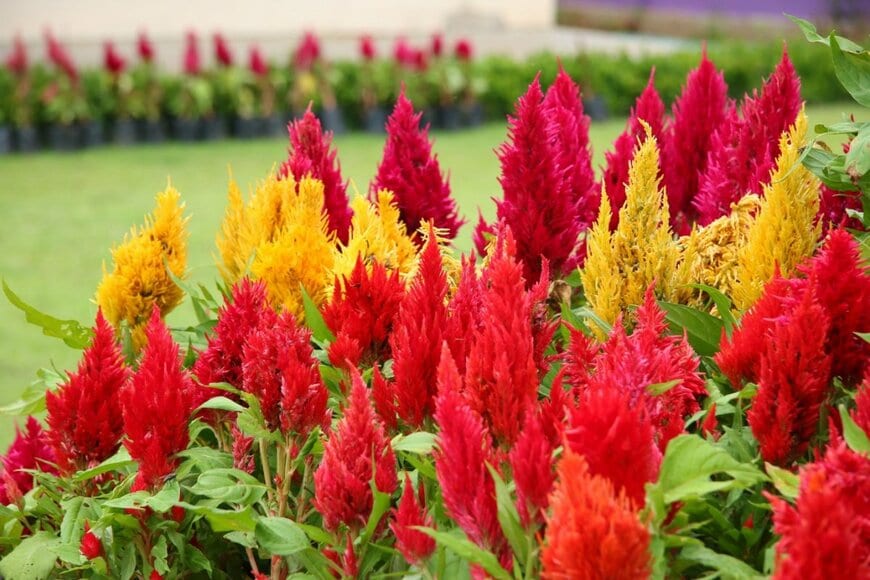 オレンジ、黄色、赤の花を咲かせている、ケイトウ