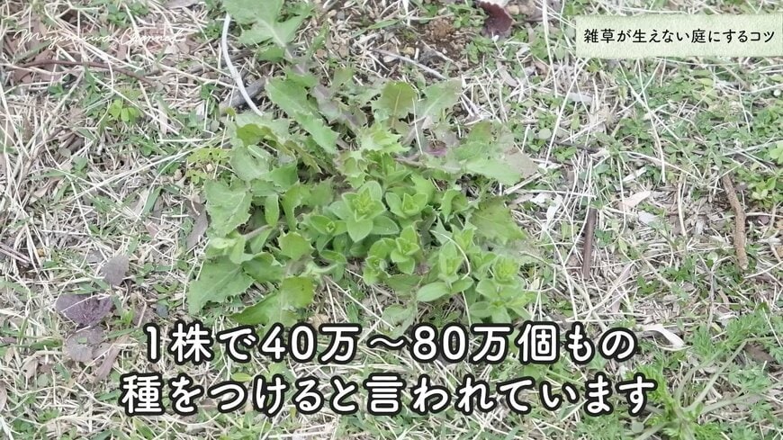 雑草は花が咲く前に抜く