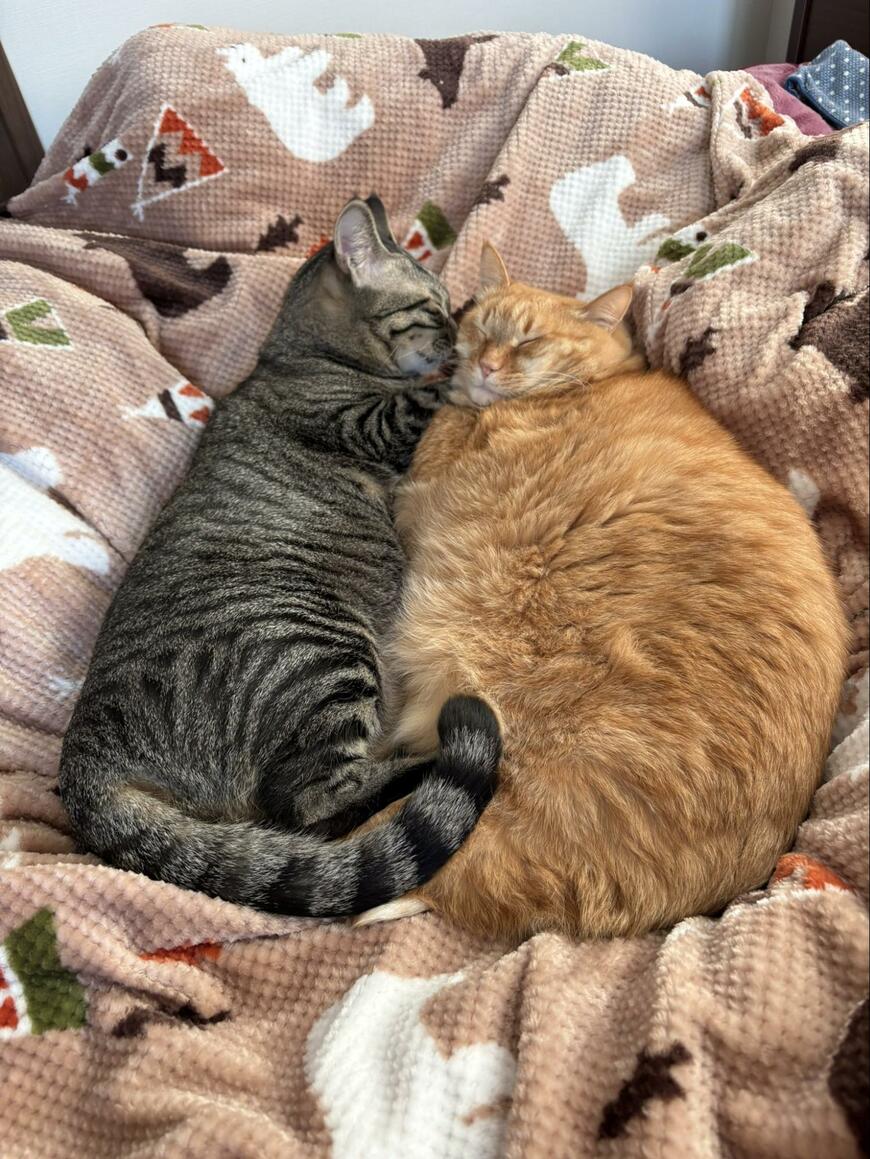 仲良く寝る猫