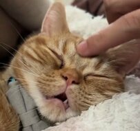 普段はお家で元気に遊ぶ子猫ちゃん　飼い主さんに撫でられると独特の表情で寝ちゃうんです