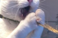 「あのトラウマ絵画」「進撃の猫」目力が強い元野良猫さんが話題