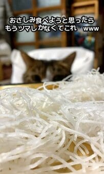 「え？マグロは……？」大好物を期待した猫ちゃん、まさかのオチに見せた表情が絶妙すぎた