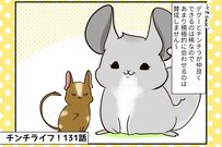 チンチラの「おみくじ」、デグーの「棟梁」と仲良くなれるか【チンチライフ131話】
