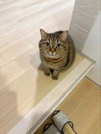 飼い主さんを「お出迎えする猫」が可愛すぎる！愛くるしい姿に9万回以上表示の大反響