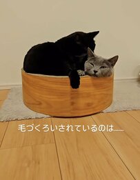 2匹の猫さんが仲良く毛づくろいしてるかと思ったら…→まさかの状況に思わず二度見