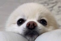 自宅でリラックスする「耳を隠した犬」　飼い主が「お耳ないねぇ」と話しかけた直後の行動が話題に