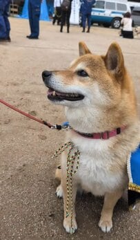 【警察犬】「警察犬が柴犬なんて...」滋賀県警の警察犬・柴犬のフーちゃんは7歳「地域捜索」の警察犬として活躍中「くるりん尻尾」が可愛い